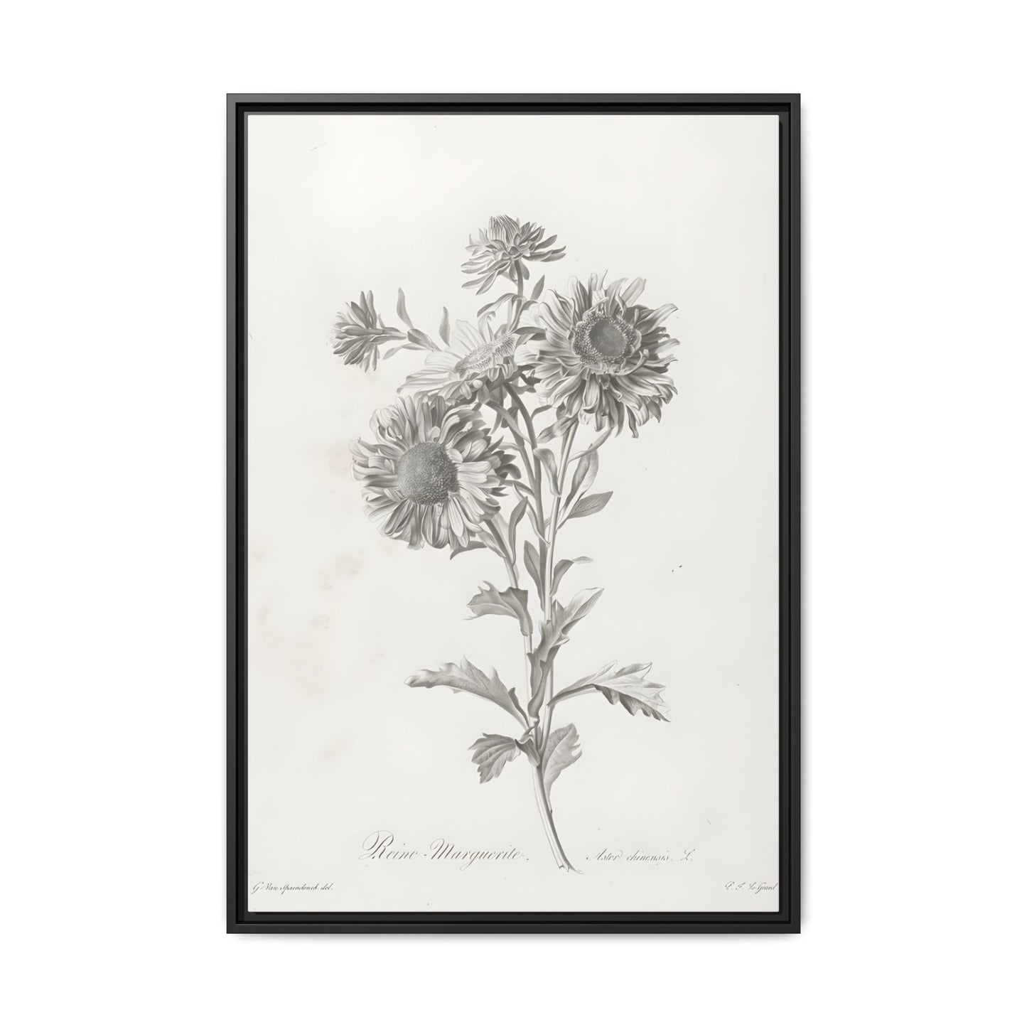 Matte Canvas, Framed (Multi-color)